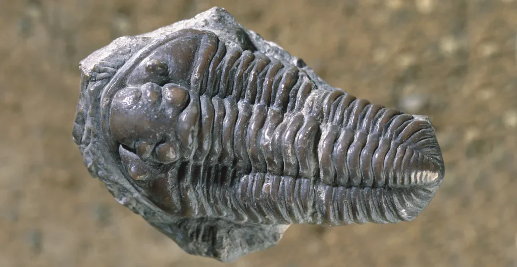 Trilobite Meaning