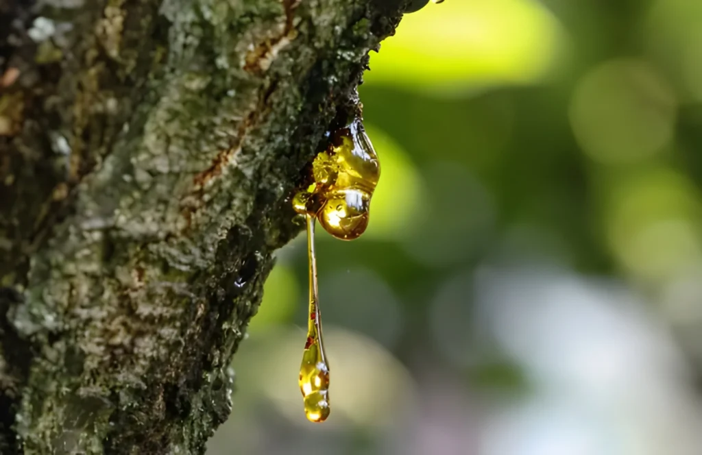 Tree Sap in Nature